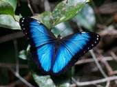 Продажа Живых тропических бабочек из Коскта Рикки более 30 Видов - объявление