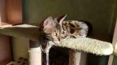 Перейти к объявлению: Продажа бенгальских котят из питомника Украина