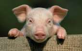 Продажа свиней Черкассы || КУПИТИ свиней жива вага 10/20/100 кг || От производителя!!. Домашние животные - Покупка/Продажа