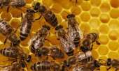 Перейти к объявлению: Продам бджолосім"ї
