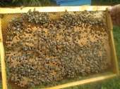 Продам высокопродуктивных пчелиных плодных маток породы Карника и Карпатка. Домашние животные - Покупка/Продажа