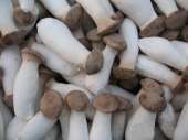 Перейти к объявлению: Продам грибы еринги, Pleurotus eryngii