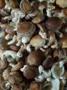 Продам грибы шиитаке, Shiitake, на постоянной основе