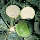 Перейти к объявлению: Продам капусту «Еластор». Овочі Україна.