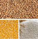 Продам оптом пшеницю, муку, кукурудзу - изображение 1