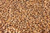 Продам оптом пшеницю, муку, кукурудзу - изображение 2