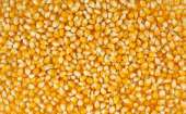 Продам оптом пшеницю, муку, кукурудзу - изображение 3