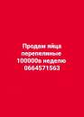 Продам яйца перепелиные оптом