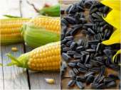 Перейти к объявлению: Продаются семена кукурузы и подсолнечника по низким ценам