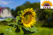 Продаємо насіння соняшнику ОСМАН під євро-лайтнінг/засухостійкий. Растения - Покупка/Продажа