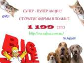 Регистрация бизнеса в Польше. Самая низкая цена.. Услуги для бизнеса - Услуги