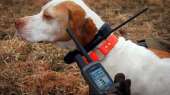 Ремонт Garmin Astro, Alpha Ошейников DC 30/40/50 T5/TT10/TT15 Прошивка. Прочие услуги - Услуги