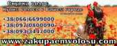 Скупка волос в Одессе дорого. Прочие услуги - Услуги