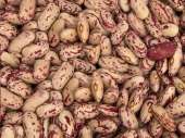 Сортова квасоля — великий вибір сортів, висока якість продукції
