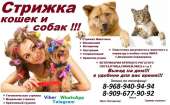 Стрижка животных,стрижка кошек и собак,Груминг кошек,Парикмахер для кошки выезд на дом