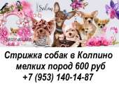 Стрижка собак в Колпино. Продам/Куплю бизнес - Покупка/Продажа