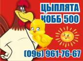 Супер цыплята бройлер. КОББ 500. Домашние животные - Покупка/Продажа