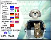 Тест на сказ Довідка собаки виїзд за кордон Офіційно ветпаспорт. Услуги для животных - Услуги
