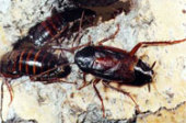 Перейти к объявлению: Уничтожение насекомых. Дезинсекция тараканов, клопов, блох, муравьев.