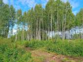 Участок в КП Царское село. Смоленск.. Продам/Куплю бизнес - Покупка/Продажа
