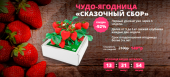 Чудо-ягодница Сказочный сбор - Бизнесс на клубнике в домашних условиях