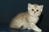 Шотландская серебристая кошечка. Продам/Куплю бизнес - Покупка/Продажа