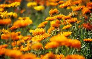 цветки календулы сухие - изображение 1