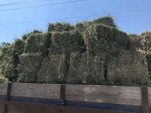 ѳ�� ������� - ����������� 1