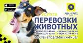 “Авангард”. Такси в Киеве