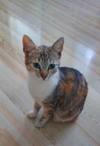 � ���� ���� ������������� ���� - ����������� 1