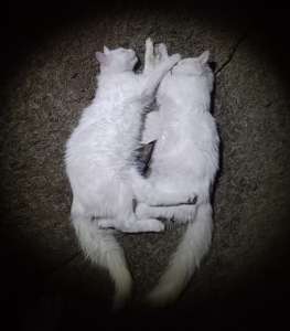 �� ������� ������� - ����������� 1