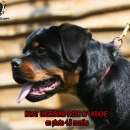 �� ���������� ��� ���������� ������� �� ������ : ��������� KARAT UNSERBUND. �������� �������� - �������/�������