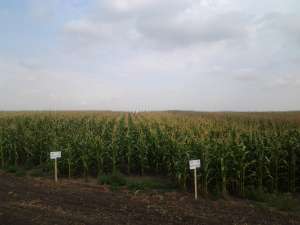 ��Ѳ��� ��������� Euralis Semense,OLEON GENETICS (��������) �� �������� �������� ������������ ������� ���� ���� ������ - ����������� 1