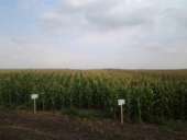 ������� � ����������: ��Ѳ��� ��������� Euralis Semense,OLEON GENETICS (��������) �� �������� �������� ������������ ������� ���� ���� ������