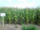 ��Ѳ��� ��������� Euralis Semense,OLEON GENETICS (��������) �� �������� �������� ������������ ������� ���� ���� ������ - ����������� 2