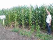 ��Ѳ��� ��������� Euralis Semense,OLEON GENETICS (��������) �� �������� �������� ������������ ������� ���� ���� ������ - ����������� 3