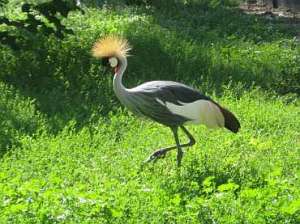 ��� � ������� ���� �� �������� ���, ������� ���� �� ����� �� �������, ������� ������, ��������� ������ - ����������� 1