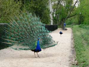 ��� � ������� ���� �� ��������, ������� ���� ������� ����, ������� ������, ��������� ������ - ����������� 1