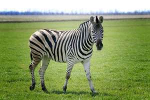 ��� � ������� ���� ���, ���� ������� ���� ������, ��������� ��������� ������, ����������� ����� - ����������� 1