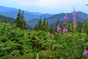 ��� � ���������� �� 9 ���, ��� � ������ ��������� �������� 9 ���, ���� ��������� �� ����� �� ����� - ����������� 1