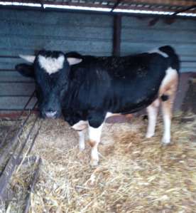 ��� �� �'��� - ����������� 1