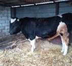 ��� �� �'��� - ����������� 3