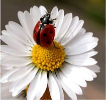 ��� �� ������ ����� �� ������� �� �����, ���������� ����� �� ����� �� �������, ��� �������� �� ����� ������� �������� - ����������� 1