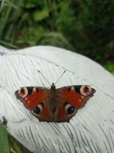 ��� ��� - ����������� 1