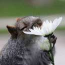 ������� � ����������: ��� ���� 27-40 �