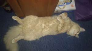 ��� ���� ���� � ����� �������. - ����������� 1