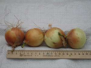 ��� ����� - ����������� 1