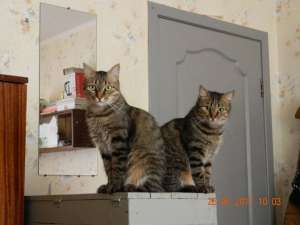 ��� ����� - ����������� 1