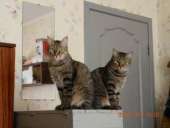 ��� �����. ������ ������ - ������������