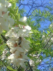 ��� ������ - ����������� 1